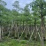 本地木棉8～18公分基地直销规格齐全欢迎老板来电咨询