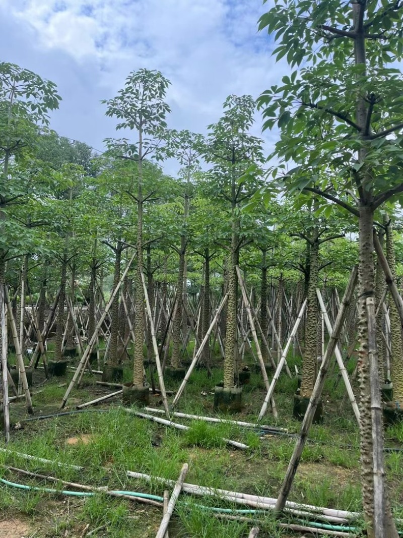 本地木棉8～18公分基地直销规格齐全欢迎老板来电咨询