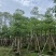 本地木棉8～18公分基地直销规格齐全欢迎老板来电咨询