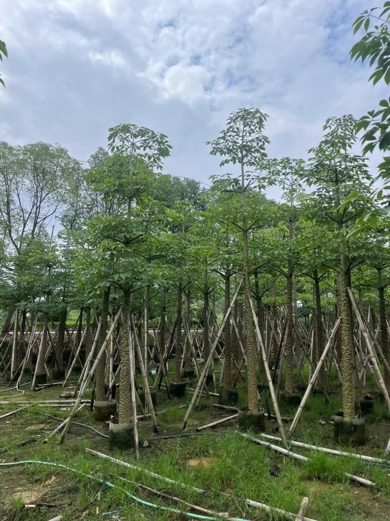 本地木棉8～18公分基地直销规格齐全欢迎老板来电咨询