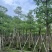 本地木棉8～18公分基地直销规格齐全欢迎老板来电咨询