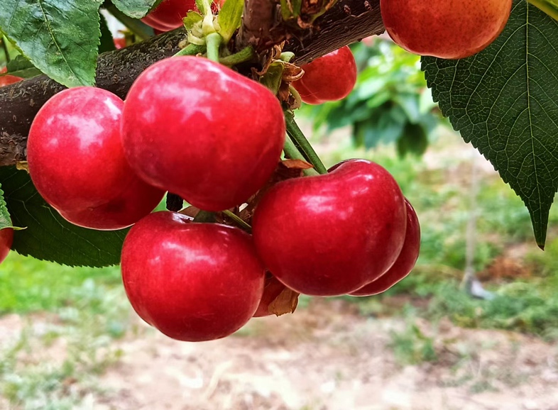 布鲁克斯樱桃采摘现场