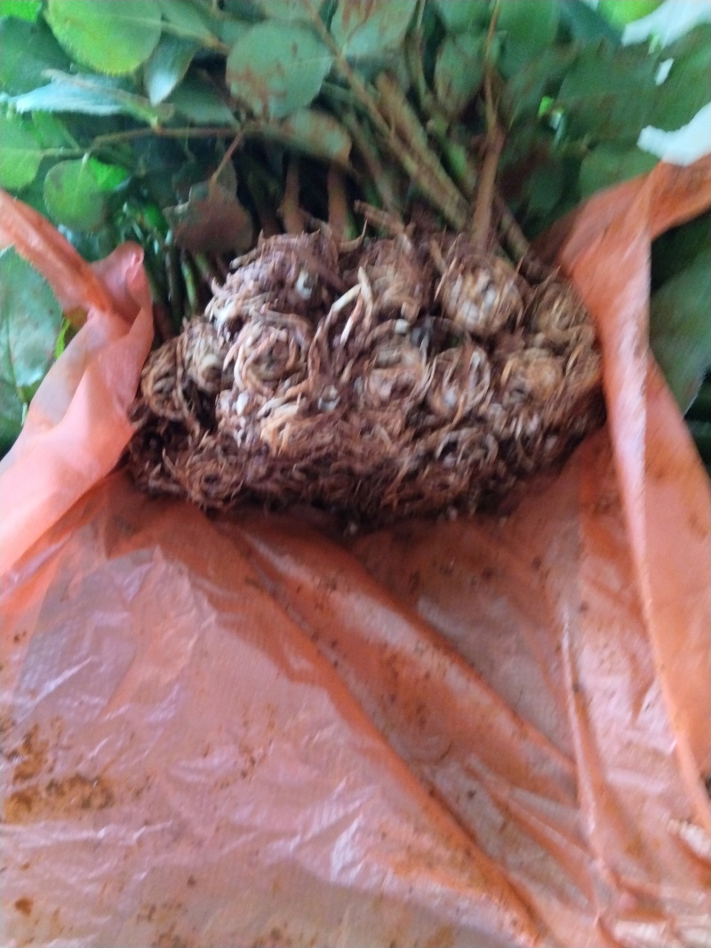 精品玫瑰花苗根大叶绿，成活率高，基地直发一手货源