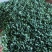 精品玫瑰花苗根大叶绿，成活率高，基地直发一手货源