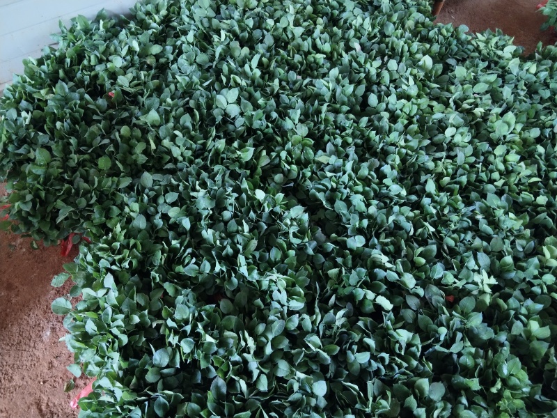 精品玫瑰花苗根大叶绿，成活率高，基地直发一手货源