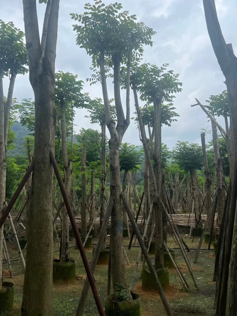 骨架火焰木15～18公分基地直销规格齐全欢迎老板来电