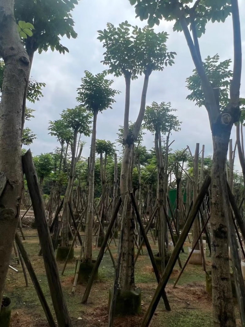 骨架火焰木15～18公分基地直销规格齐全欢迎老板来电