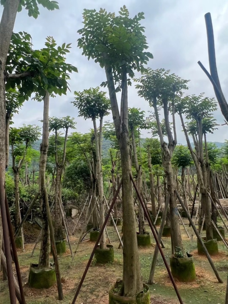 骨架火焰木15～18公分基地直销规格齐全欢迎老板来电