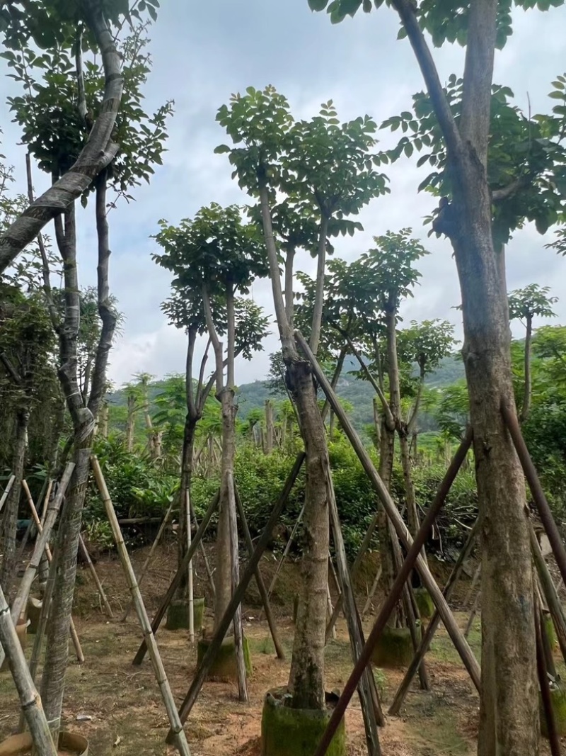 骨架火焰木15～18公分基地直销规格齐全欢迎老板来电