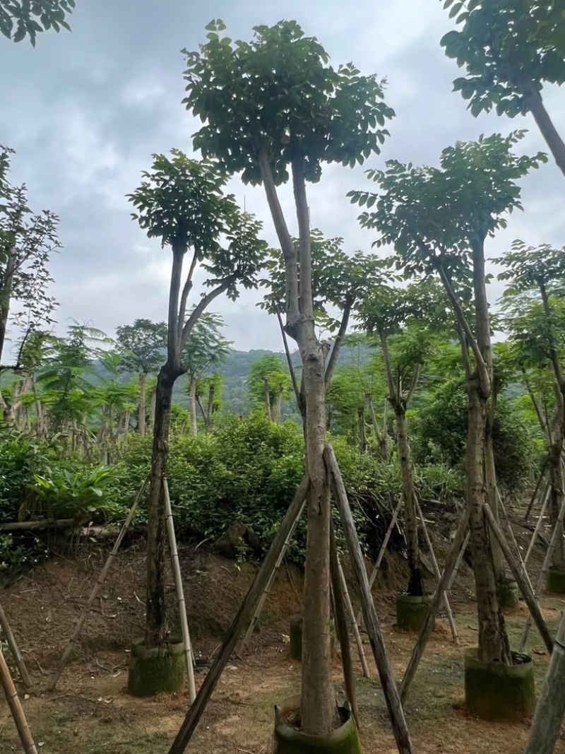 骨架火焰木15～18公分基地直销规格齐全欢迎老板来电