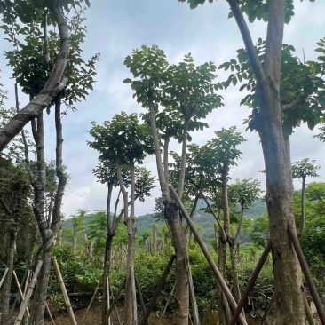 骨架火焰木15～18公分基地直销规格齐全欢迎老板来电