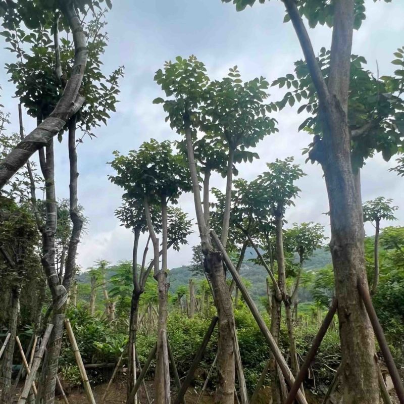 骨架火焰木15～18公分基地直销规格齐全欢迎老板来电