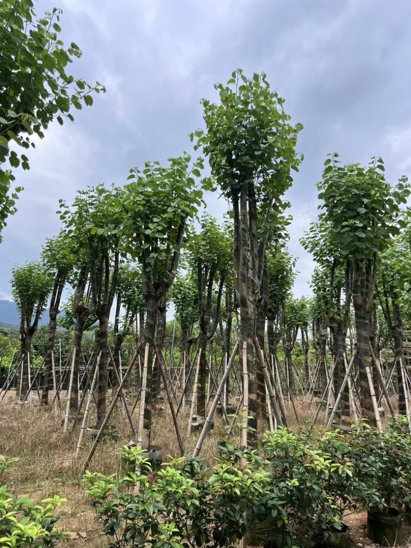 宫粉紫荆15～18公分基地直销规格齐全欢迎老板来电