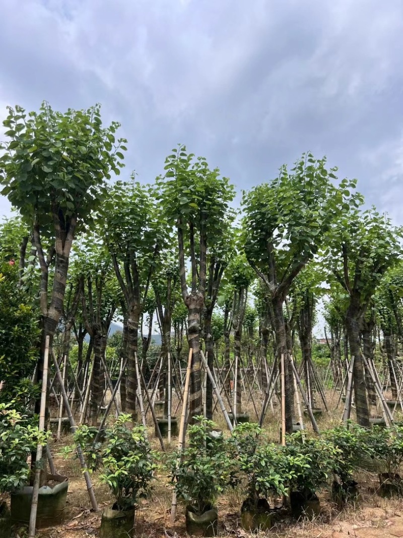 宫粉紫荆15～18公分基地直销规格齐全欢迎老板来电