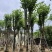宫粉紫荆15～18公分基地直销规格齐全欢迎老板来电
