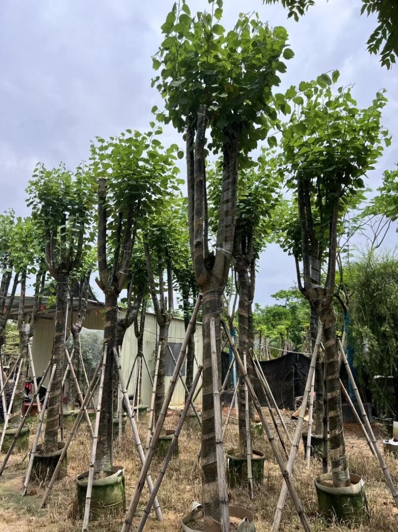 宫粉紫荆15～18公分基地直销规格齐全欢迎老板来电