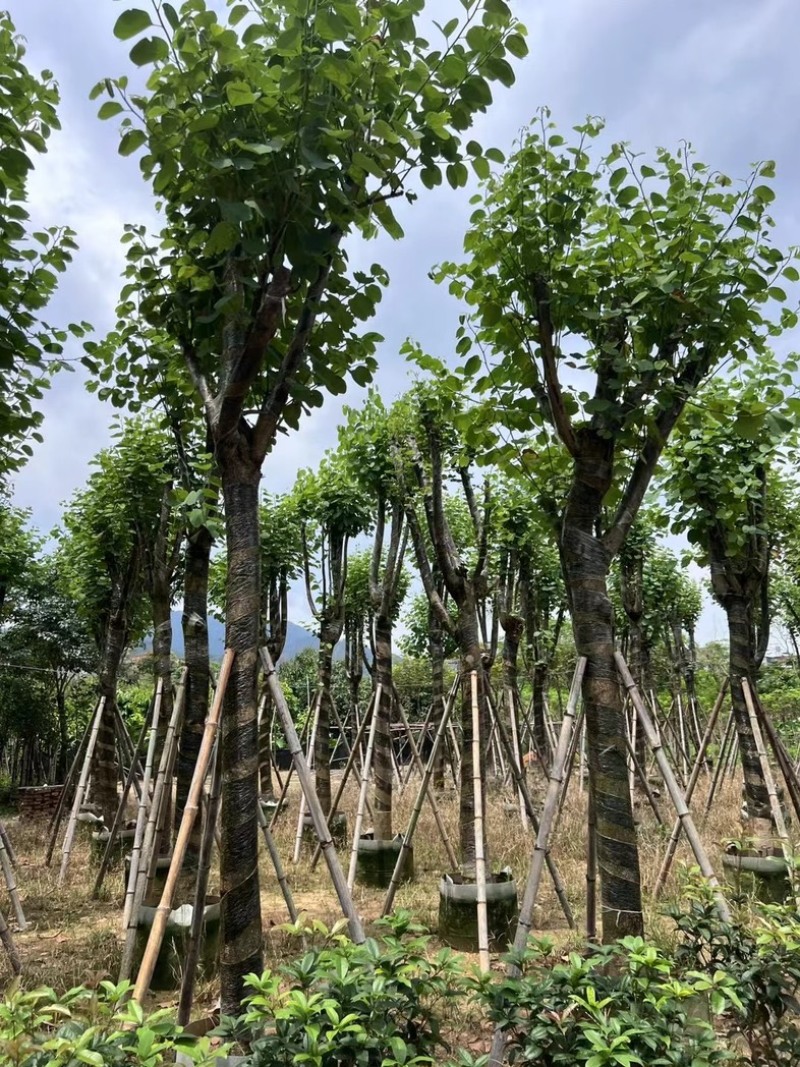 宫粉紫荆15～18公分基地直销规格齐全欢迎老板来电