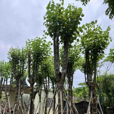 宫粉紫荆15～18公分基地直销规格齐全欢迎老板来电
