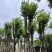 宫粉紫荆15～18公分基地直销规格齐全欢迎老板来电