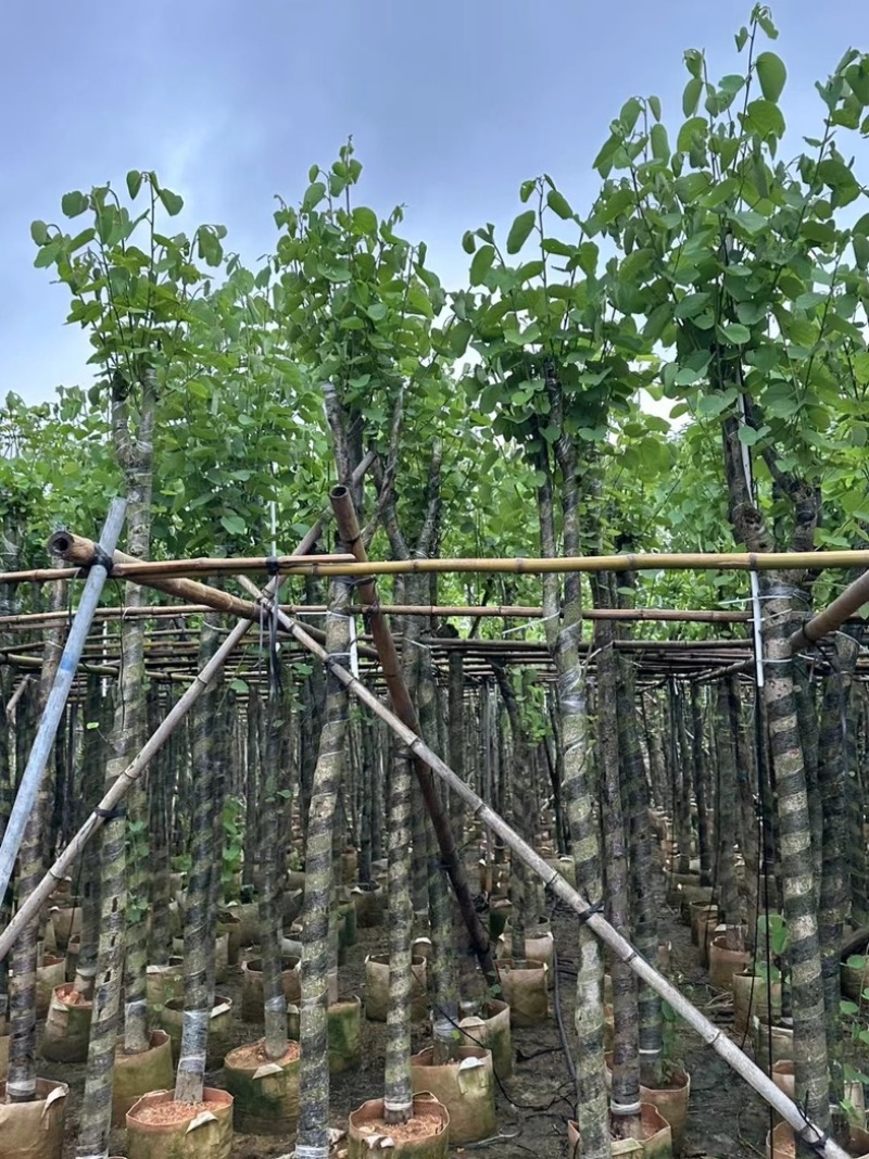 宫粉紫荆3～10公分基地直销规格齐全欢迎老板来电咨询