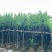 宫粉紫荆3～10公分基地直销规格齐全欢迎老板来电咨询