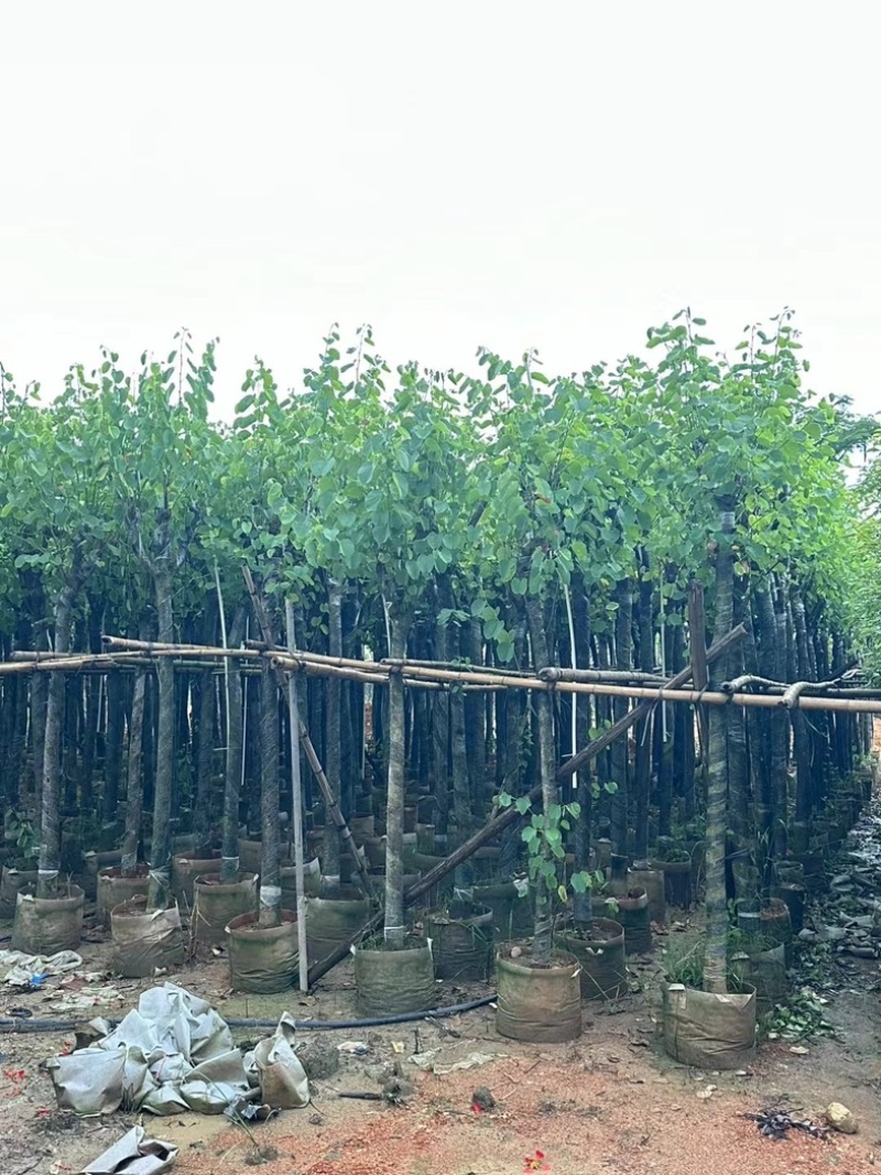 宫粉紫荆3～10公分基地直销规格齐全欢迎老板来电咨询