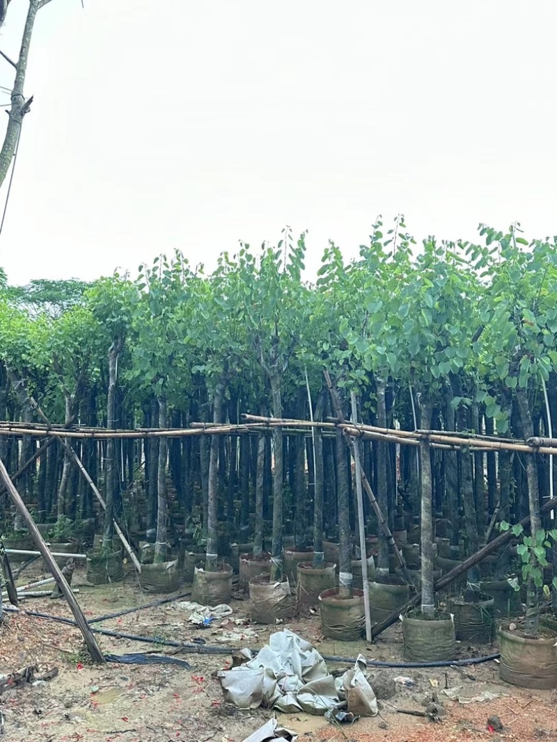 宫粉紫荆3～10公分基地直销规格齐全欢迎老板来电咨询