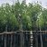 宫粉紫荆3～10公分基地直销规格齐全欢迎老板来电咨询