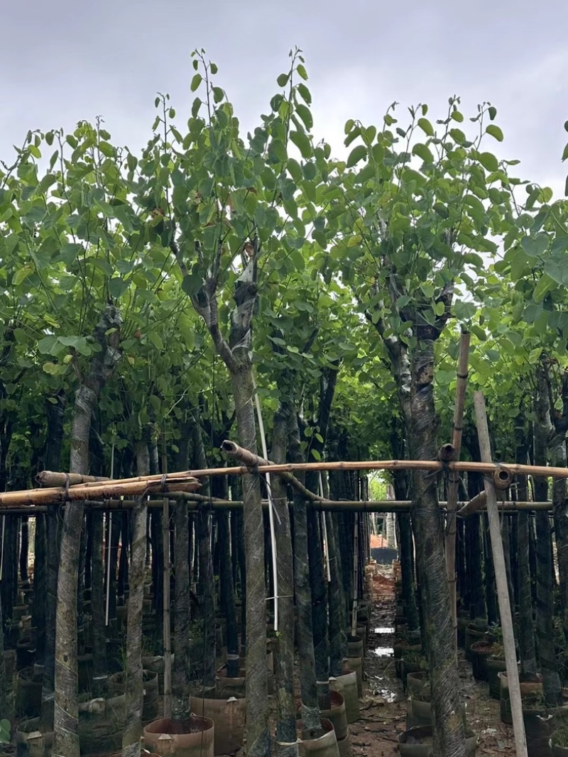 宫粉紫荆3～10公分基地直销规格齐全欢迎老板来电咨询