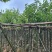 宫粉紫荆3～10公分基地直销规格齐全欢迎老板来电咨询