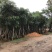 桃花心木15～20公分基地直销规格齐全欢迎老板来电