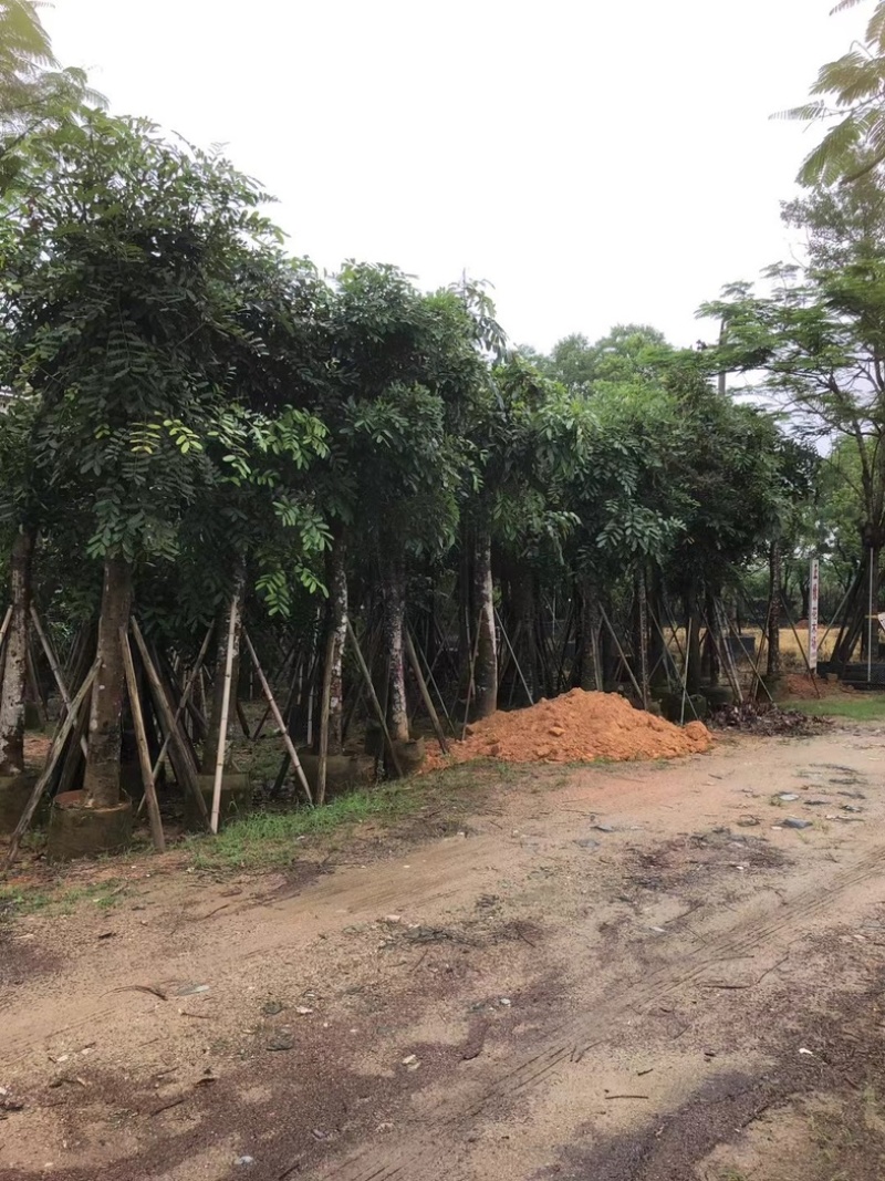 桃花心木15～20公分基地直销规格齐全欢迎老板来电