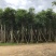 桃花心木15～20公分基地直销规格齐全欢迎老板来电