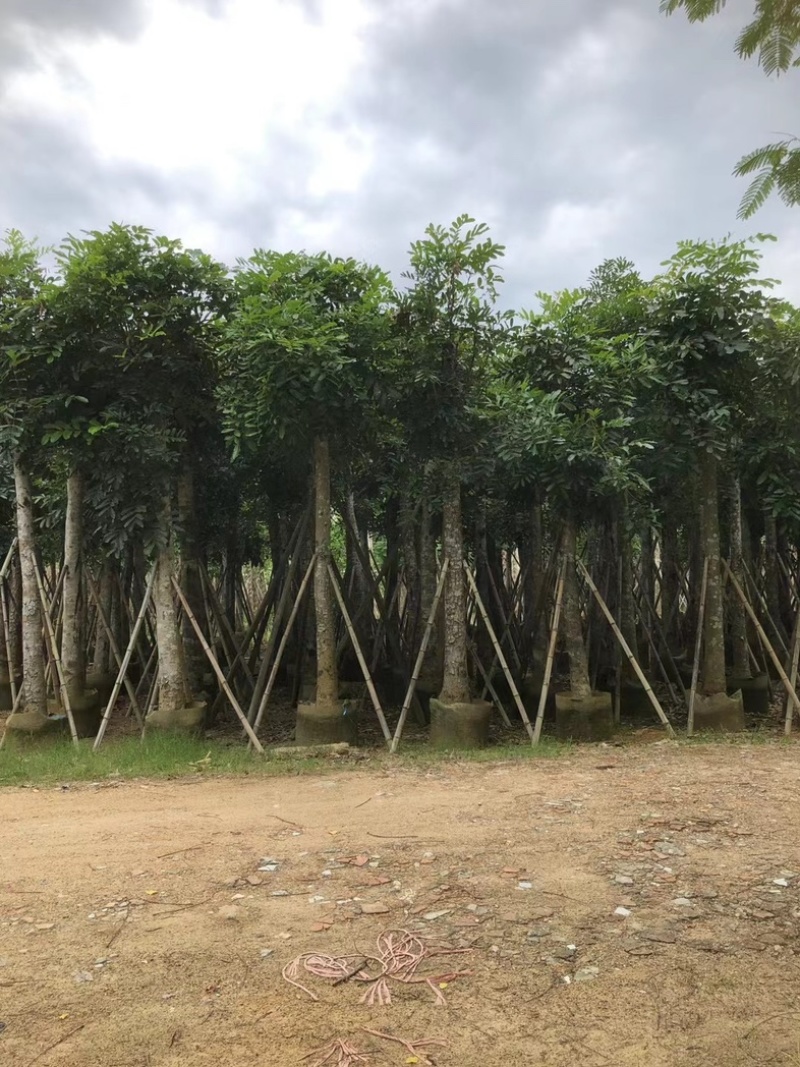 桃花心木15～20公分基地直销规格齐全欢迎老板来电