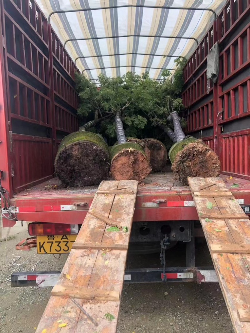 黄花槐9～12公分基地直销规格齐全欢迎老板来电咨询