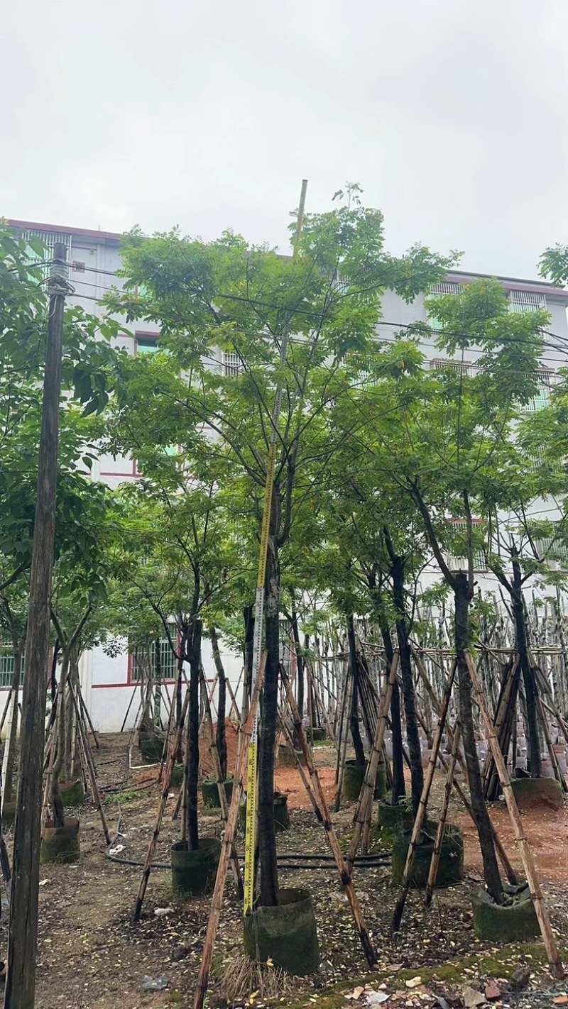 黄花槐9～12公分基地直销规格齐全欢迎老板来电咨询