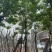 黄花槐9～12公分基地直销规格齐全欢迎老板来电咨询