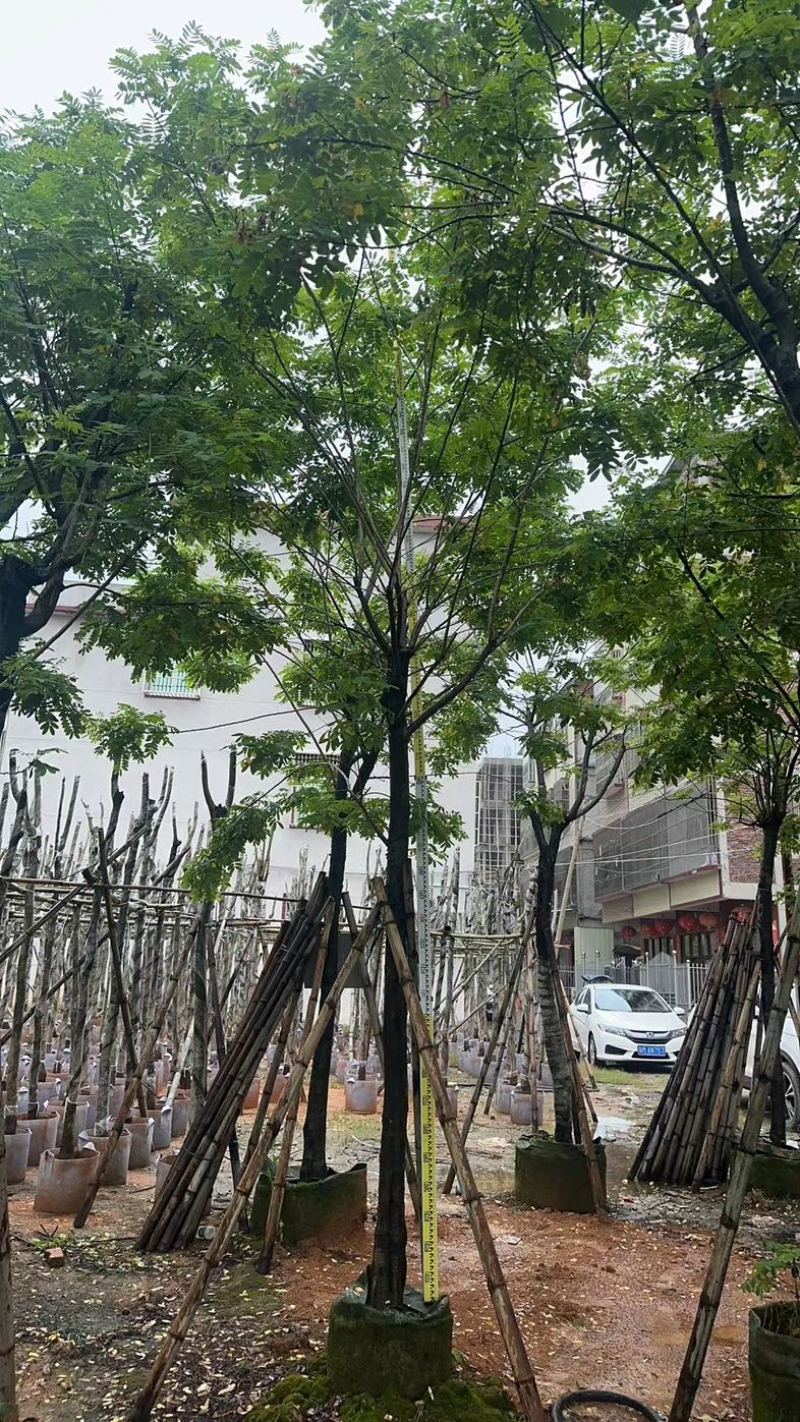 黄花槐9～12公分基地直销规格齐全欢迎老板来电咨询