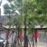 黄花槐9～12公分基地直销规格齐全欢迎老板来电咨询