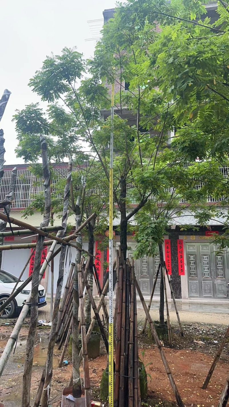 黄花槐9～12公分基地直销规格齐全欢迎老板来电咨询