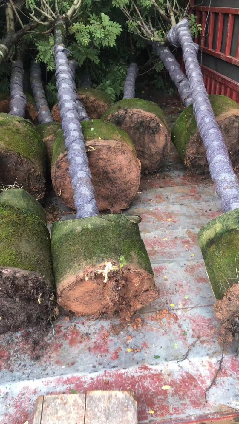 黄花槐9～12公分基地直销规格齐全欢迎老板来电咨询