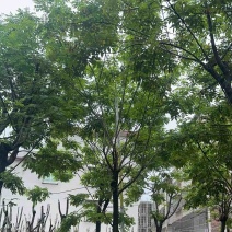 黄花槐9～12公分基地直销规格齐全欢迎老板来电咨询
