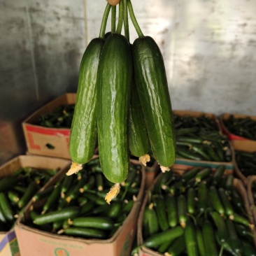 精品荷兰小乳瓜