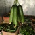 精品荷兰小乳瓜