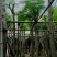 凤凰树/红花楹10～15公分基地直销规格齐全欢迎来电