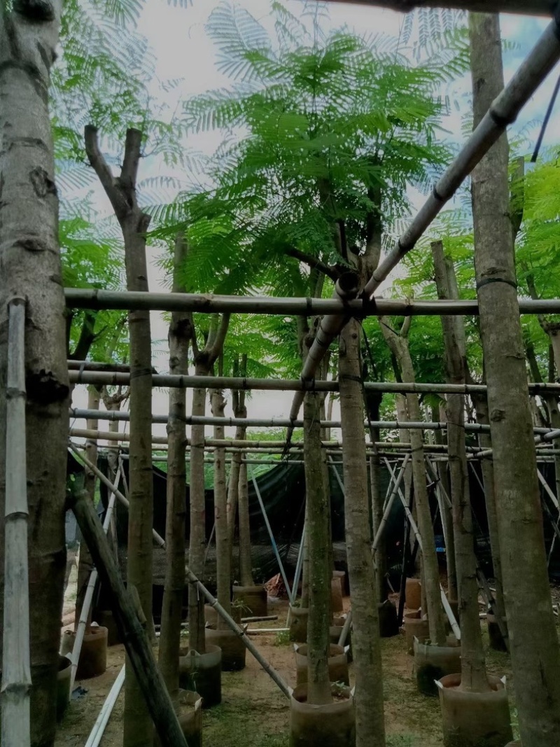 凤凰树/红花楹10～15公分基地直销规格齐全欢迎来电