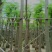 凤凰树/红花楹10～15公分基地直销规格齐全欢迎来电