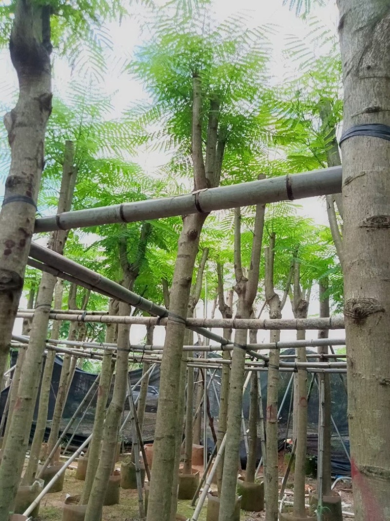 凤凰树/红花楹10～15公分基地直销规格齐全欢迎来电