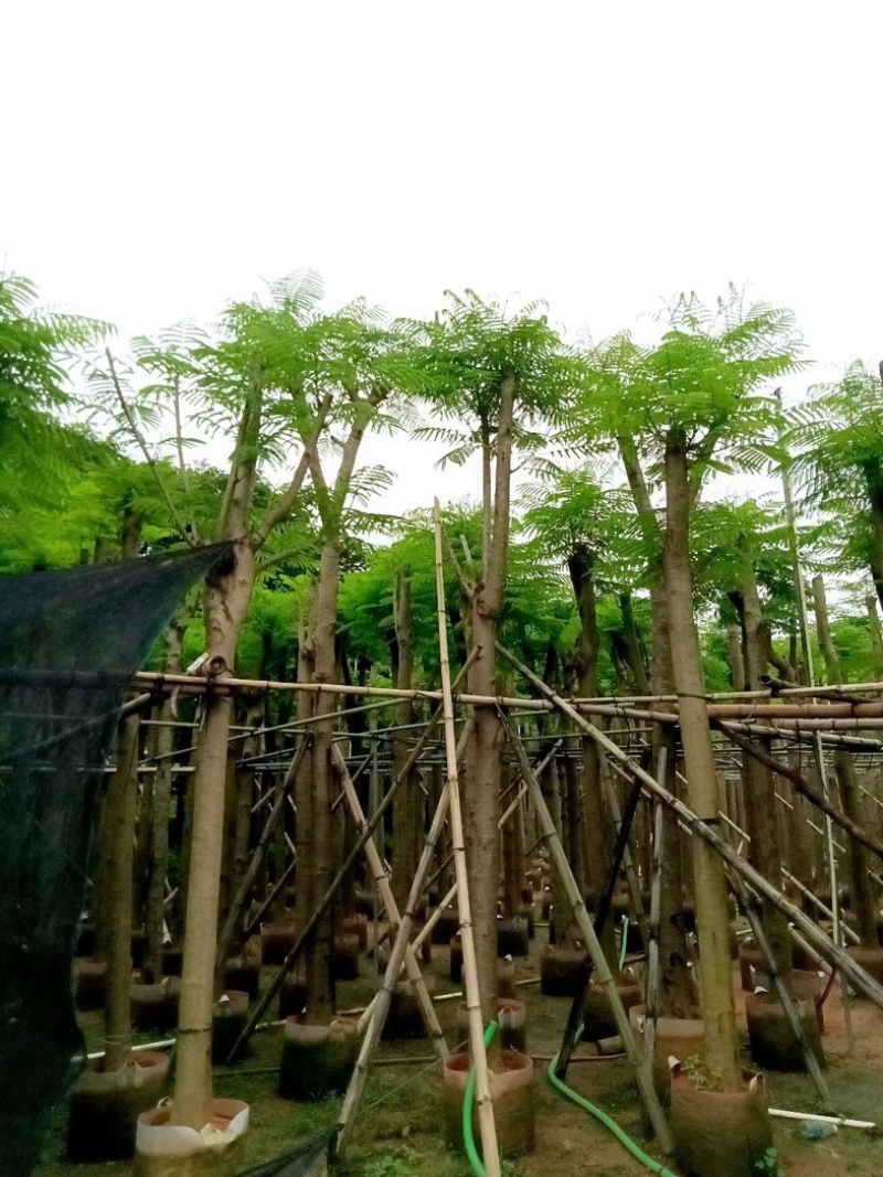 凤凰树/红花楹10～15公分基地直销规格齐全欢迎来电