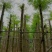 凤凰树/红花楹10～15公分基地直销规格齐全欢迎来电